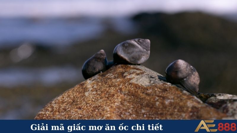 Nằm mơ thấy ăn ốc đánh số gì? Xem ngay để đổi đời 6 Giải mã giấc mơ ăn ốc chi tiết